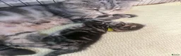 Scottish Fold cats for sale: Scottish fold kittens  - Advert 18