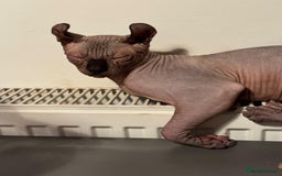 Sphynx cats for sale: Sphynx - Image 6