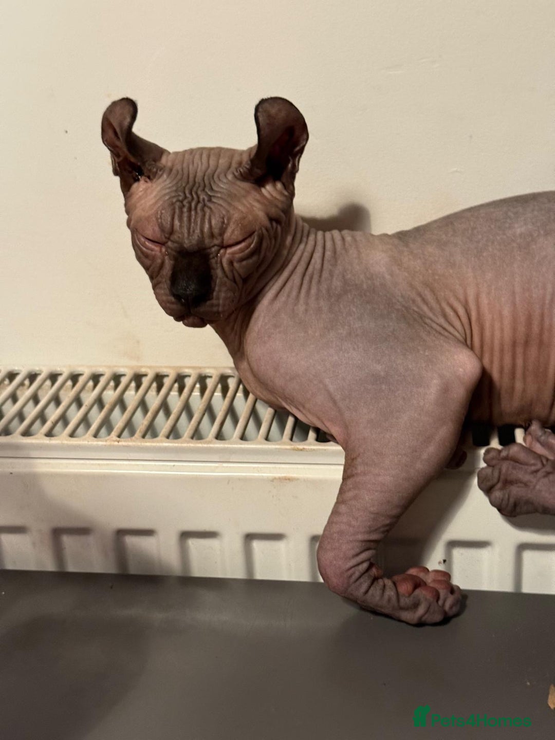 Sphynx cats for sale: Sphynx - Image 6