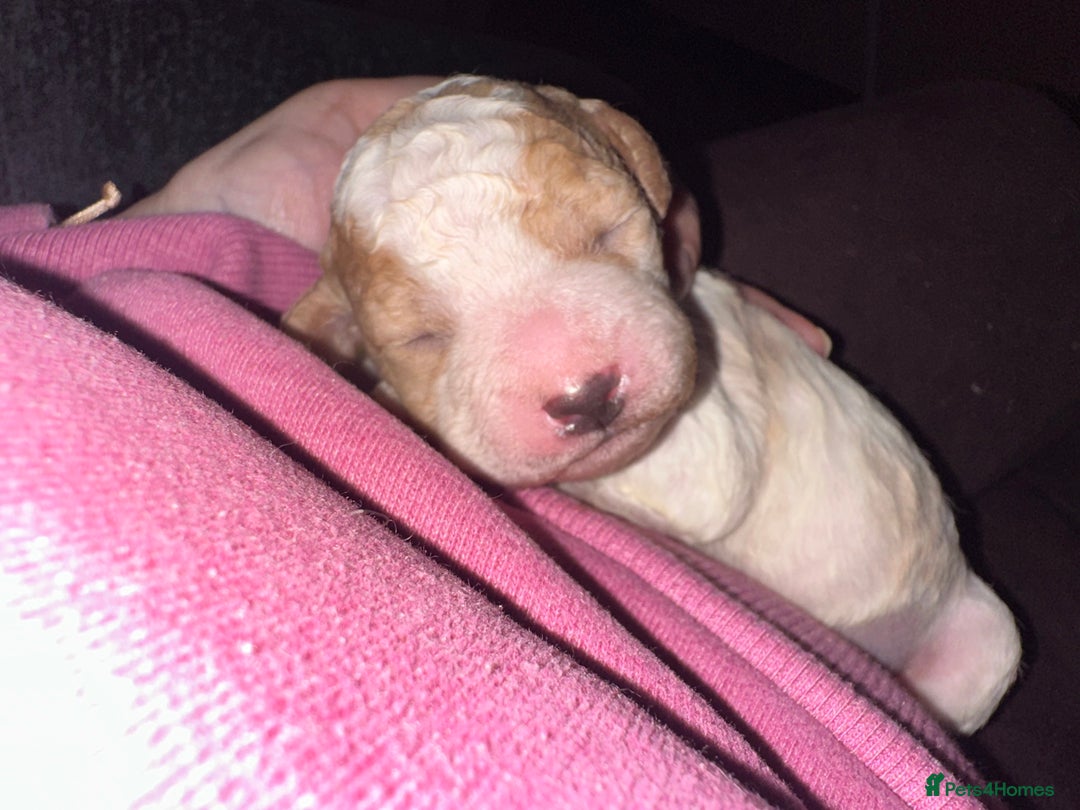 Cavapoochon dogs for sale: Cavapoochon! Our December Reindeer Litter!  - Image 2