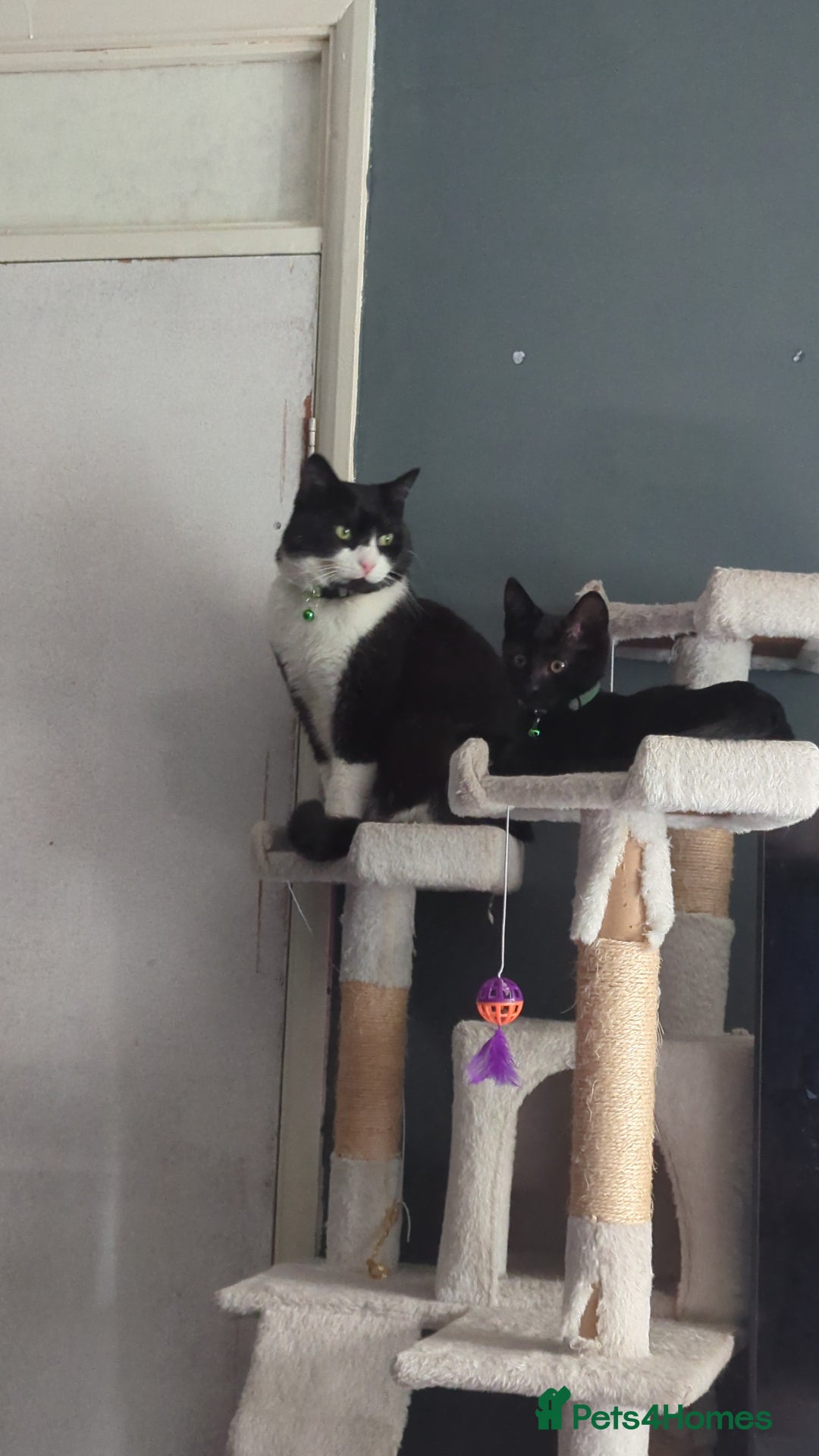 Mixed Breed cats for sale: New home ASAP - Image 4