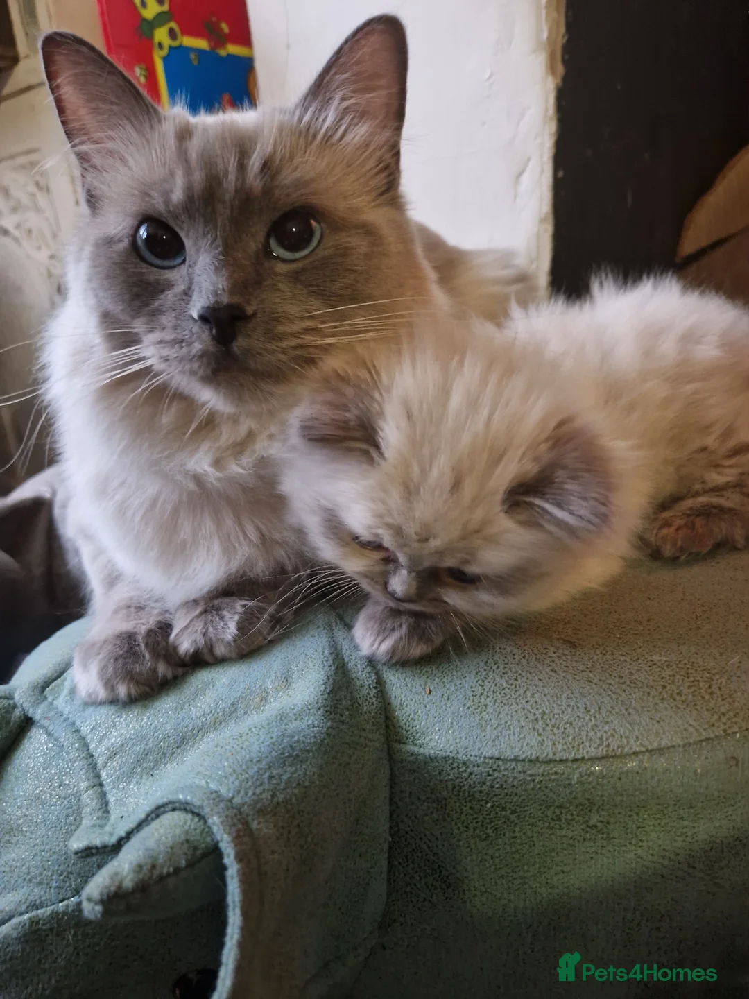 Ragdoll cats for sale: Gorgeous pure bred ragdoll  - Advert 1