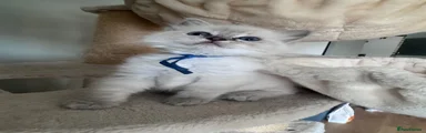 Ragdoll 1