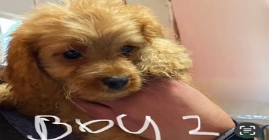 Cavapoo dogs - Advert 1