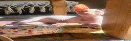 Sphynx cats for sale: Last Canadian sphynx looking for a loving home  - Advert 3