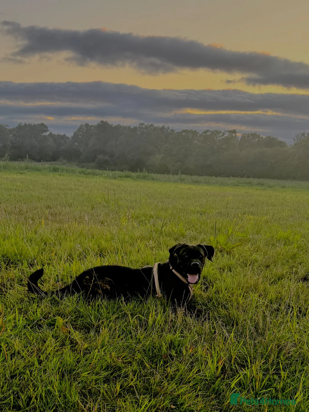 Mixed Breed dogs for sale: Cane corso x for sale in Crewe - Advert 2