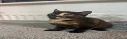 Mixed Breed cats for sale: Two little girls - Advert 8