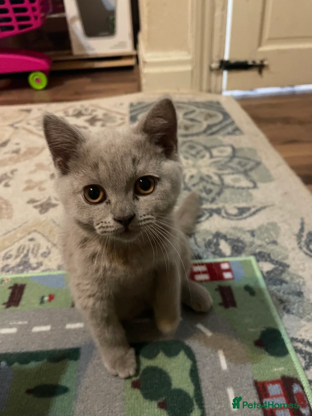 British Shorthair cats for sale: High quality British Shorthair kittens ready now in Preston - Advert 6