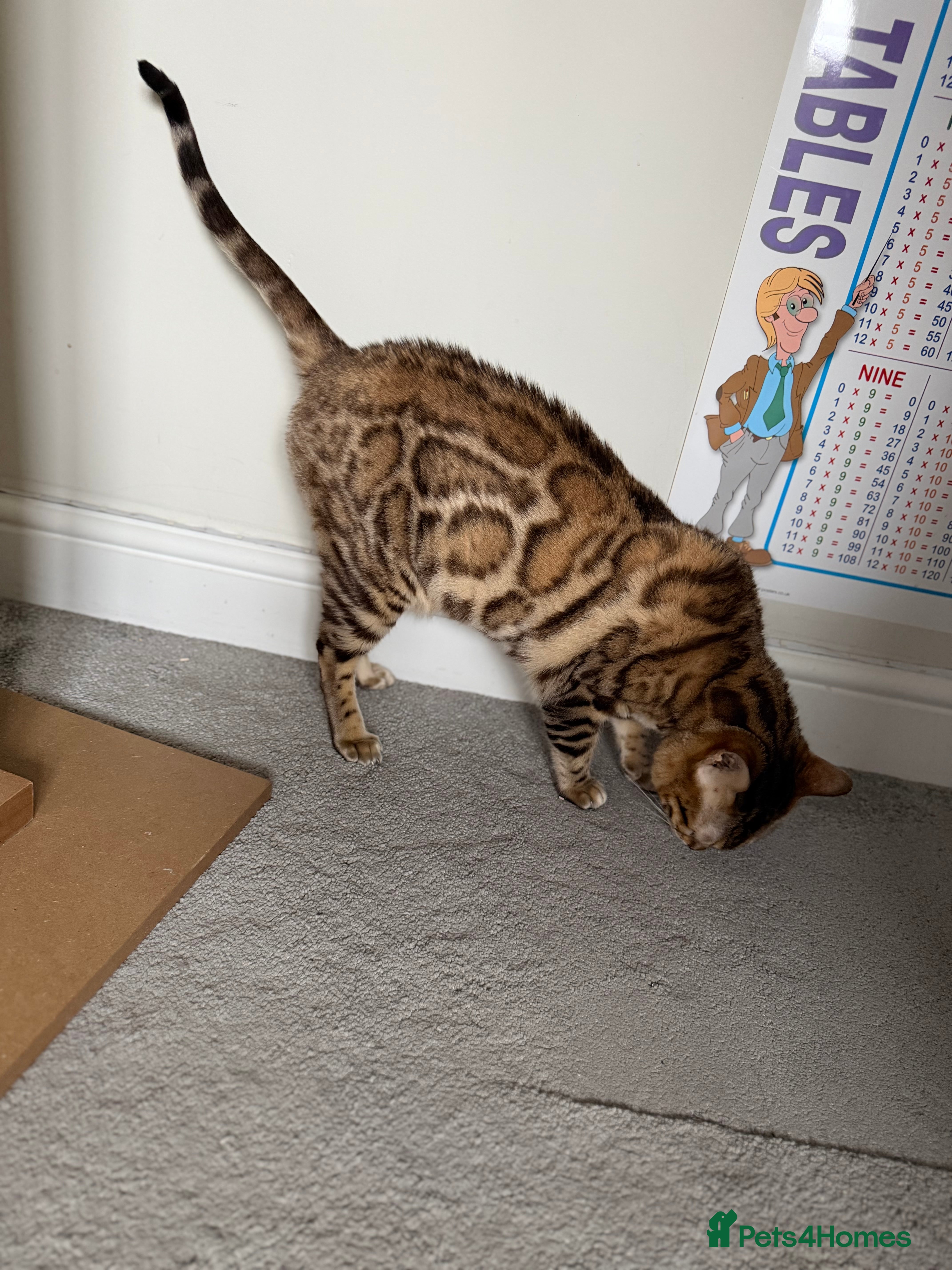 Bengal cats 🌹Gccf/TicaActive Exceptional Seal Sepia Bengal🌹 - Advert 4