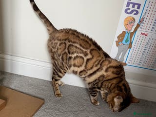 Bengal cats 🌹Gccf/TicaActive Exceptional Seal Sepia Bengal🌹 - Advert 4