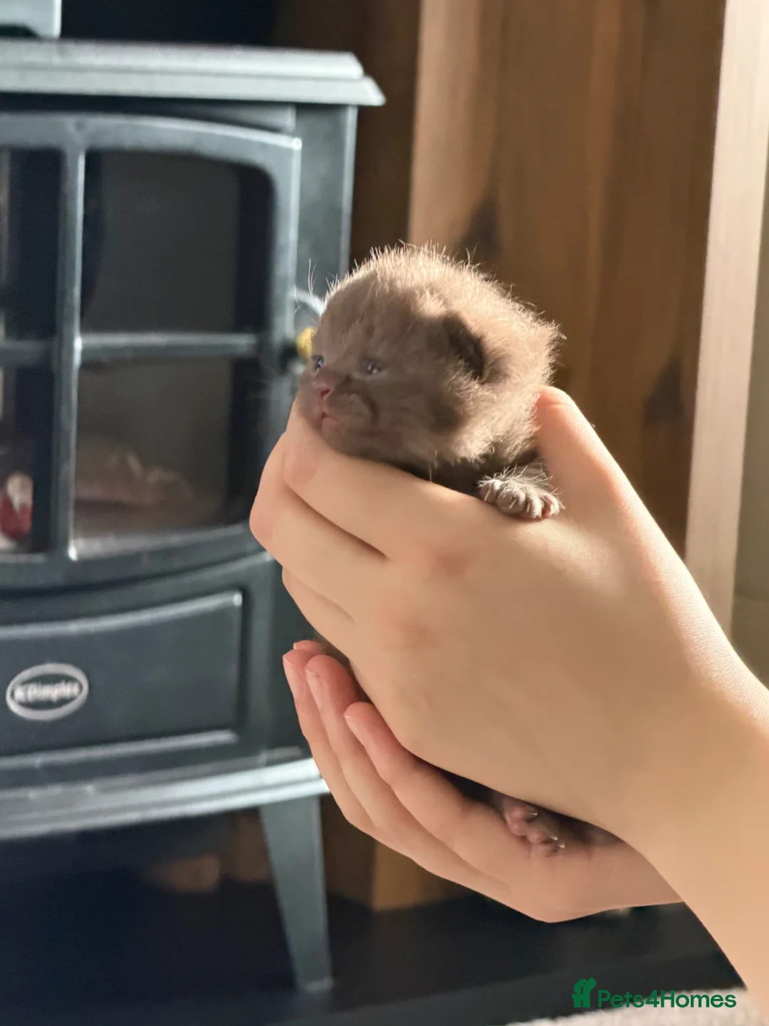 British Shorthair cats for sale: Gccf British Shorthair kittens  - Advert 1