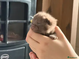 British Shorthair cats Gccf British Shorthair kittens - Advert 1