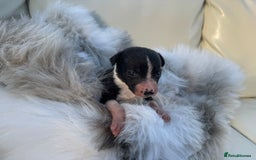 Mixed Breed dogs for sale: 🐾 Beautiful Whippet x Collie Puppies! 🐾 - Image 31