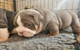 English Bulldog dogs for sale: Outstanding KC English Bulldogs, Top Quality Pups - Image 24