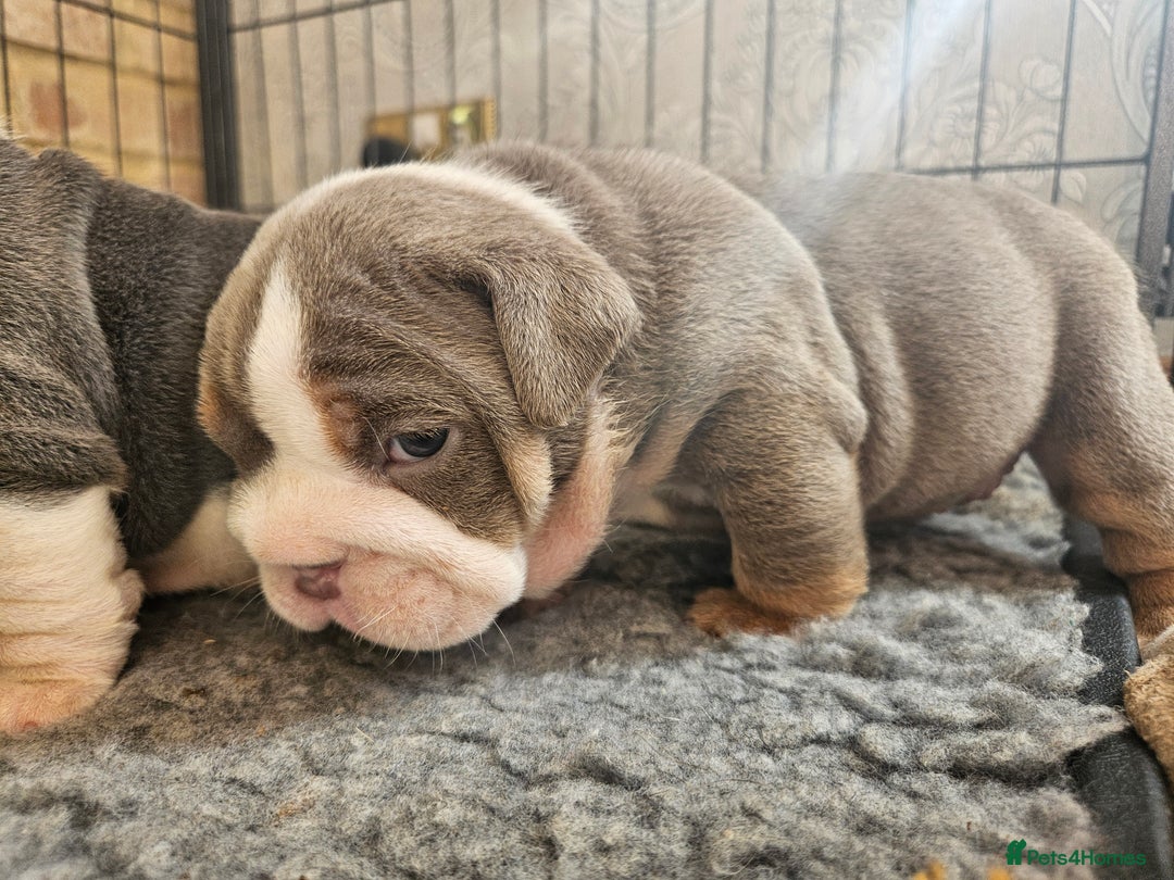 English Bulldog dogs for sale: Outstanding KC English Bulldogs, Top Quality Pups - Image 24