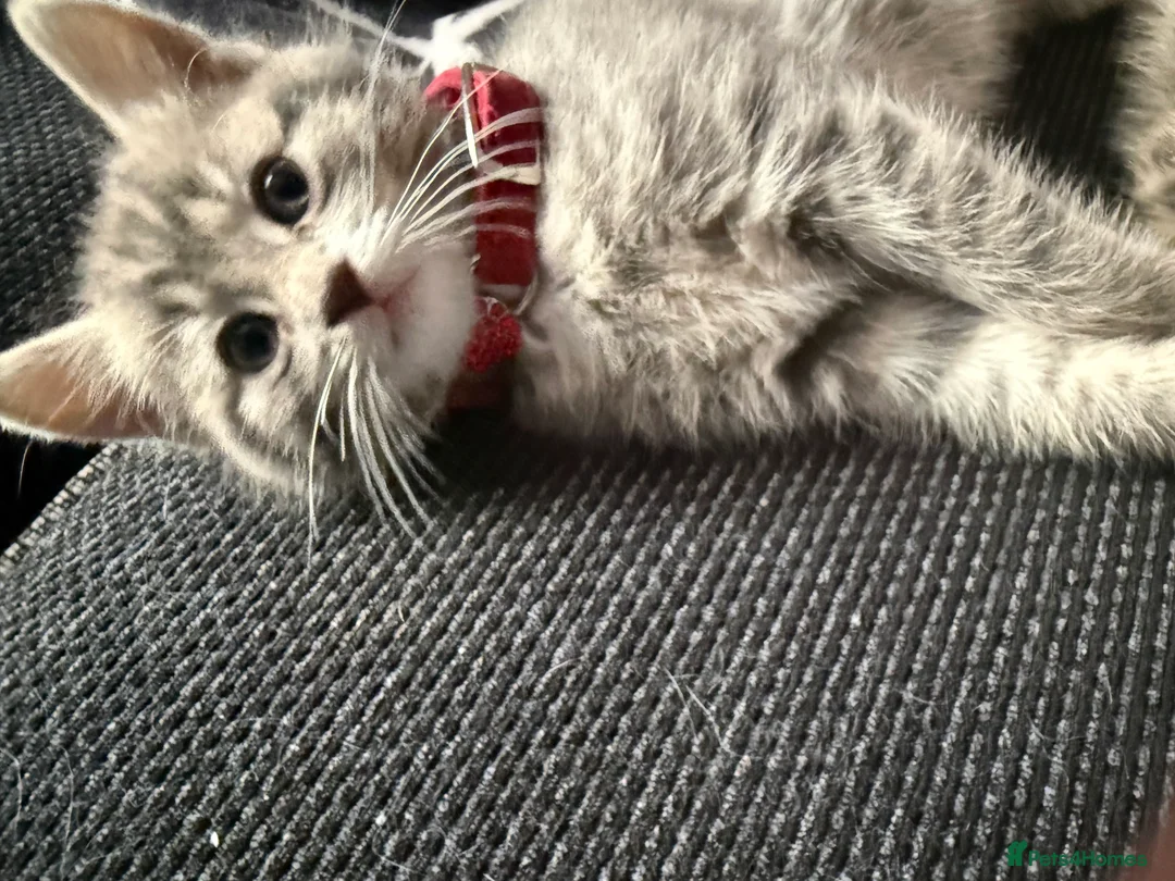 British Shorthair cats for sale: UNIQUE BRITISH SHORT HAIRS  - Advert 7