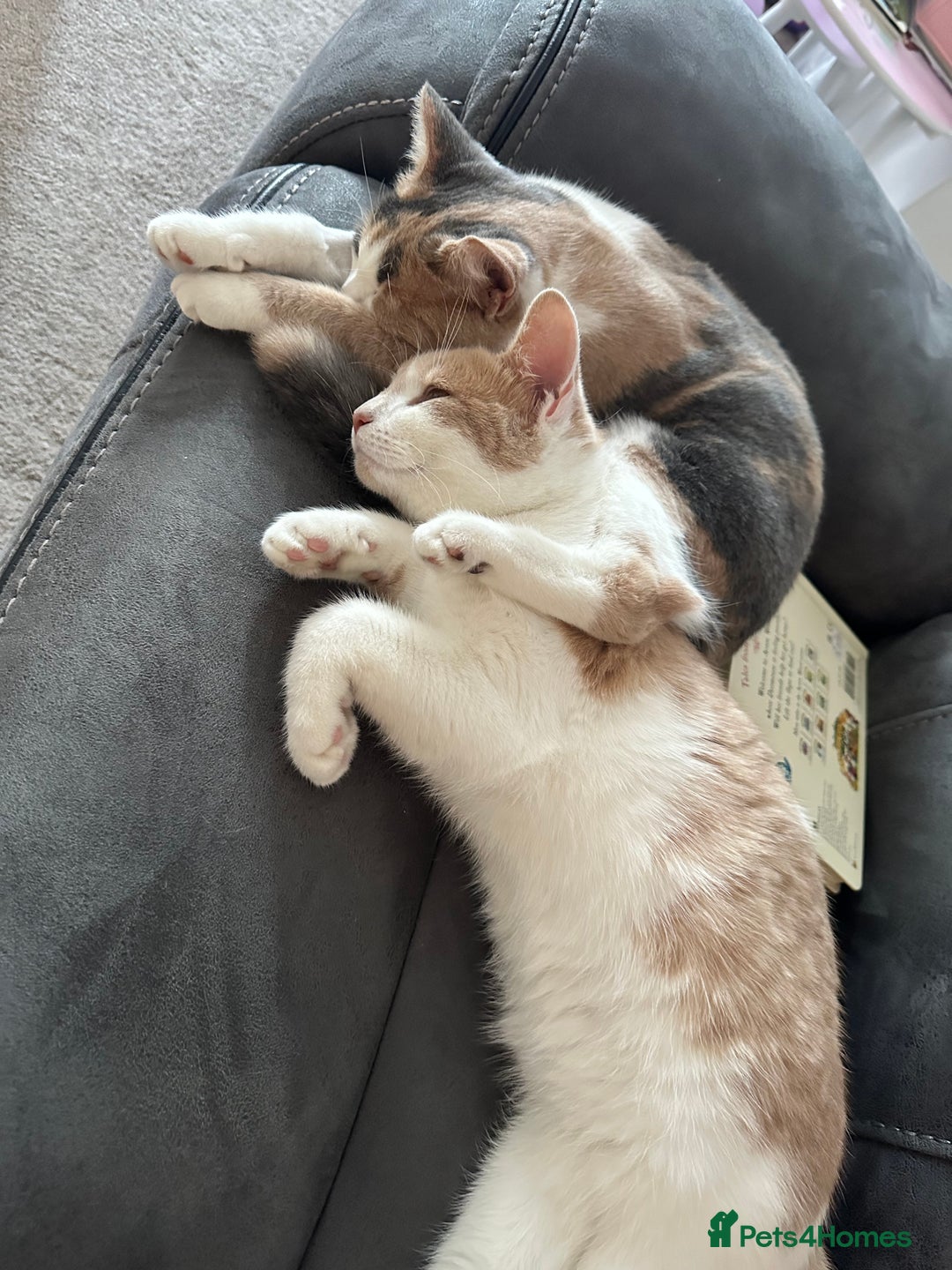 Mixed Breed cats for sale: Kitten Pair 7 months (male and female) - Advert 2