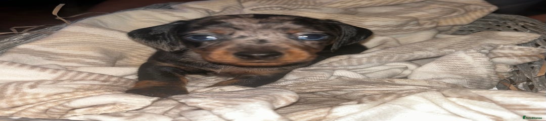 Miniature Dachshund Puppy 5