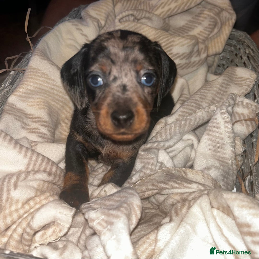 Miniature Dachshund dogs for sale: Mini dachshunds  - Image 12