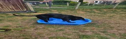 Labrador Retriever dogs for sale: 11 month old purebred drakeshead labrador. - Advert 5
