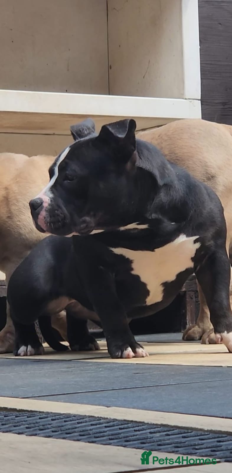 American Bully dogs American bully pocket female  - Advert 15