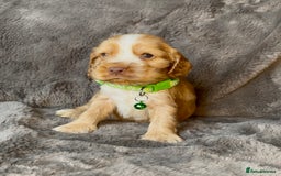 Cocker Spaniel dogs for sale: KC Reg Show Type Cocker Spaniel Pups. Family Home  - Image 24