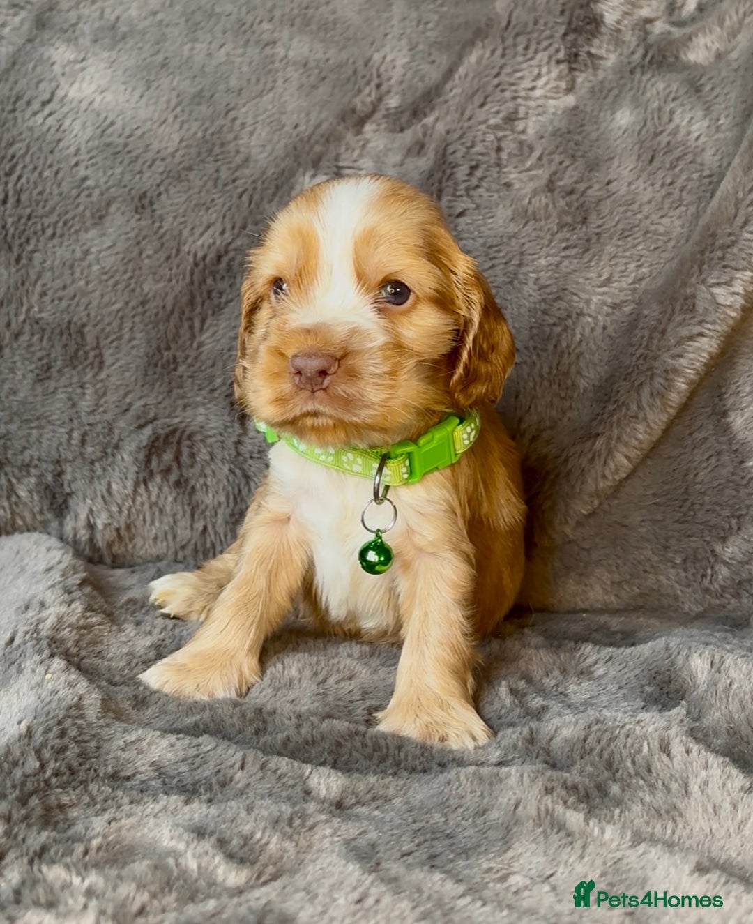 Cocker Spaniel dogs for sale: KC Reg Show Type Cocker Spaniel Pups. Family Home  - Image 24