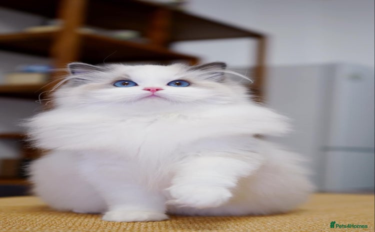 Ragdoll cats - Advert 1