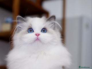 Ragdoll cats - Advert 4