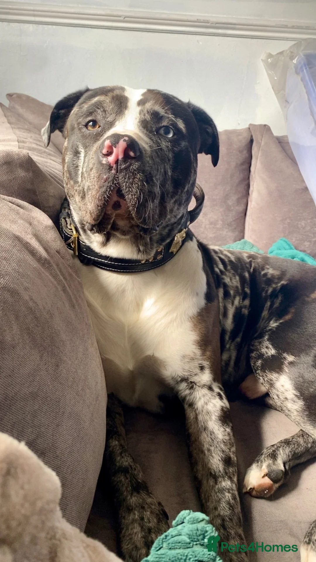Mixed Breed dogs for sale: Tri-Coloured Male Mastiff in Barnsley - Advert 2