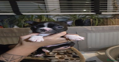 Boston Terrier dogs - Advert 10