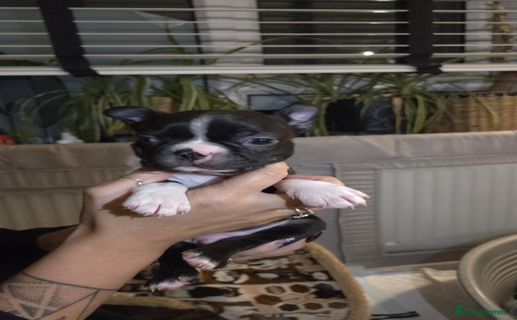 Boston Terrier dogs - Advert 2