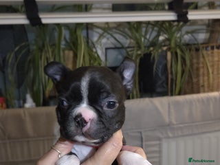 Boston Terrier dogs - Advert 1