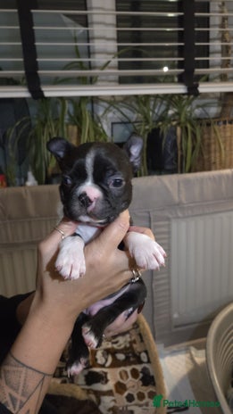 Boston Terrier dogs - Advert 2