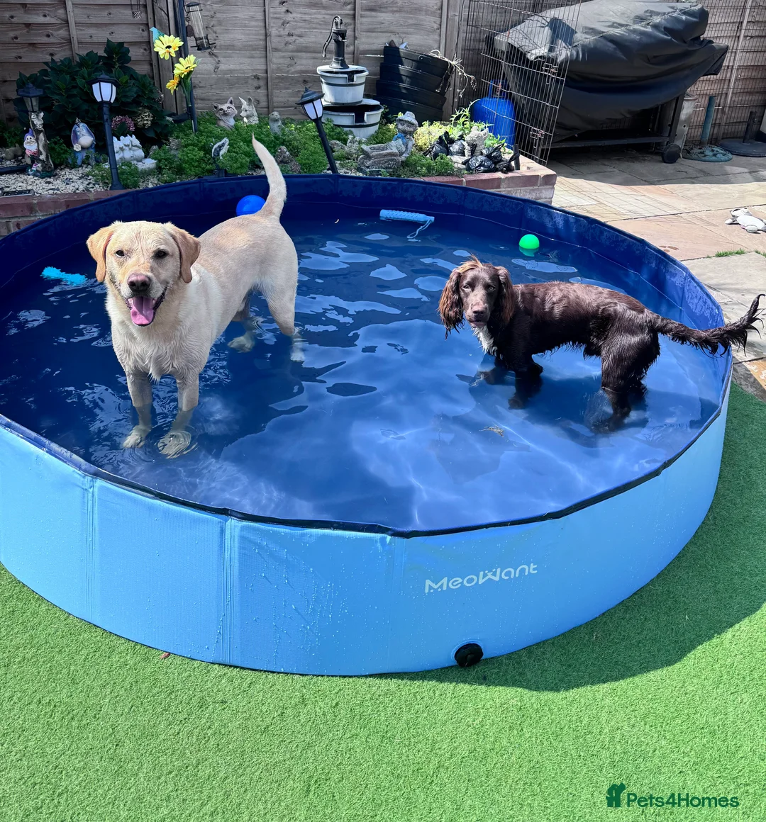 Sprocker dogs for stud: Stunning Cocker Spaniel X available for Stud  - Advert 15