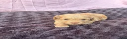 Maltipoo dogs for sale: Our Multipoo fur babies  in Ashford - Advert 5