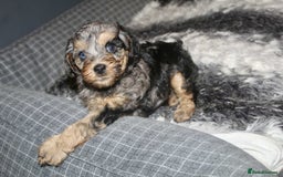 Cavapoo dogs for sale: Blue merle phantom Cavapoo female puppy - Advert 8