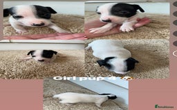 Jack Russell dogs for sale: Jack Russel puppy's  - Image 8