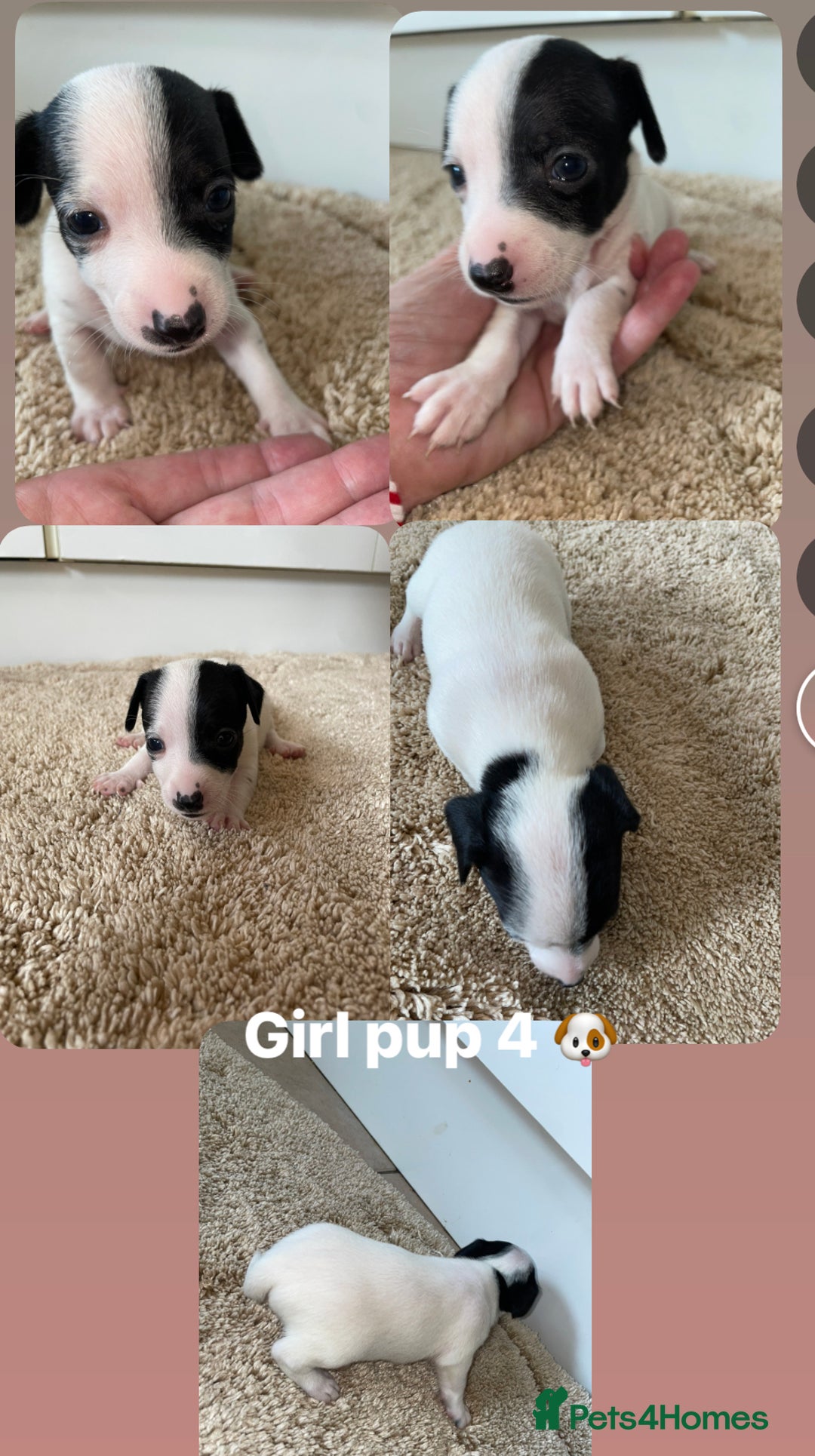 Jack Russell dogs for sale: Jack Russel puppy's  - Image 8