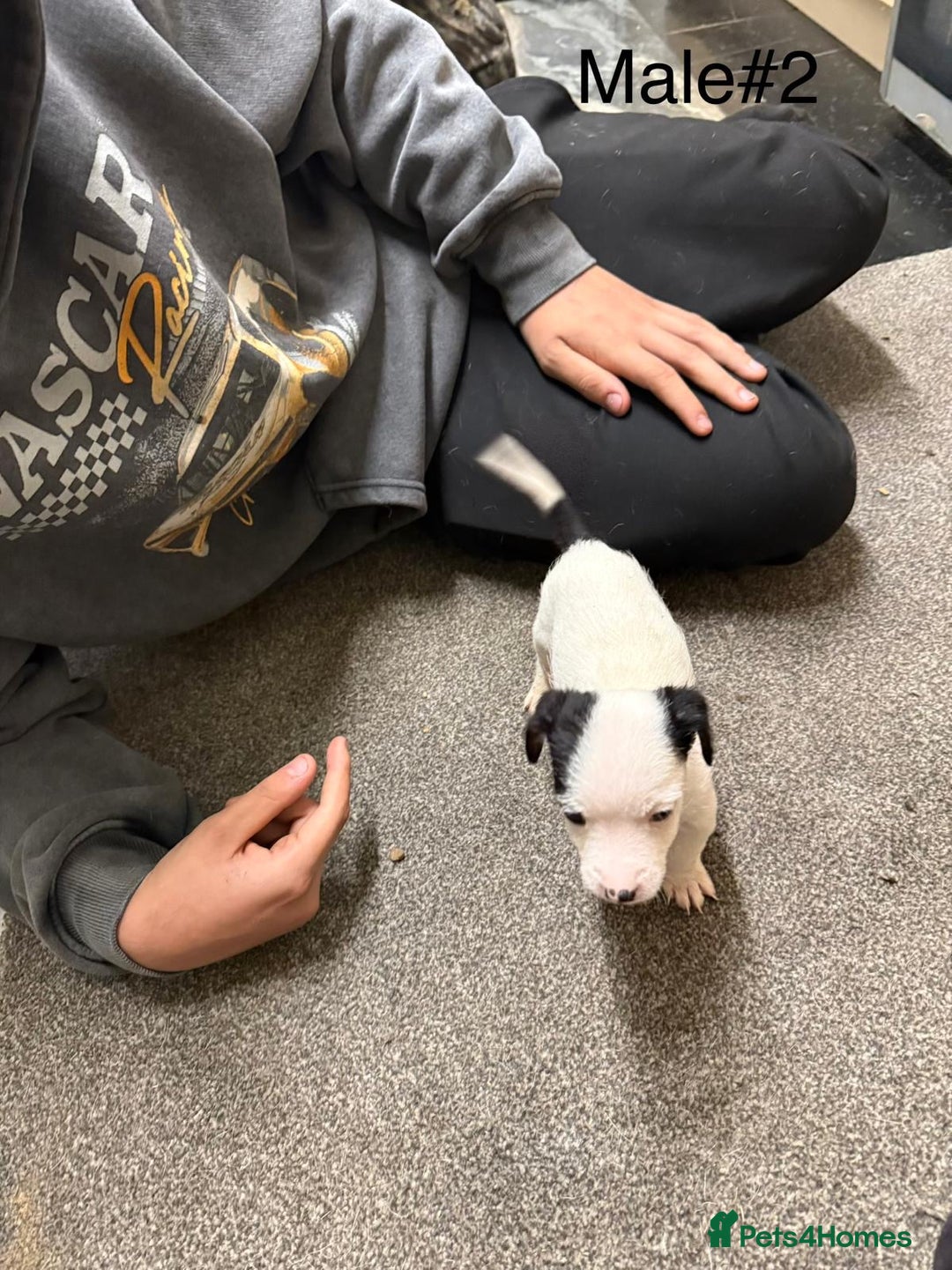 Jack Russell dogs for sale: Puppies  - Advert 4