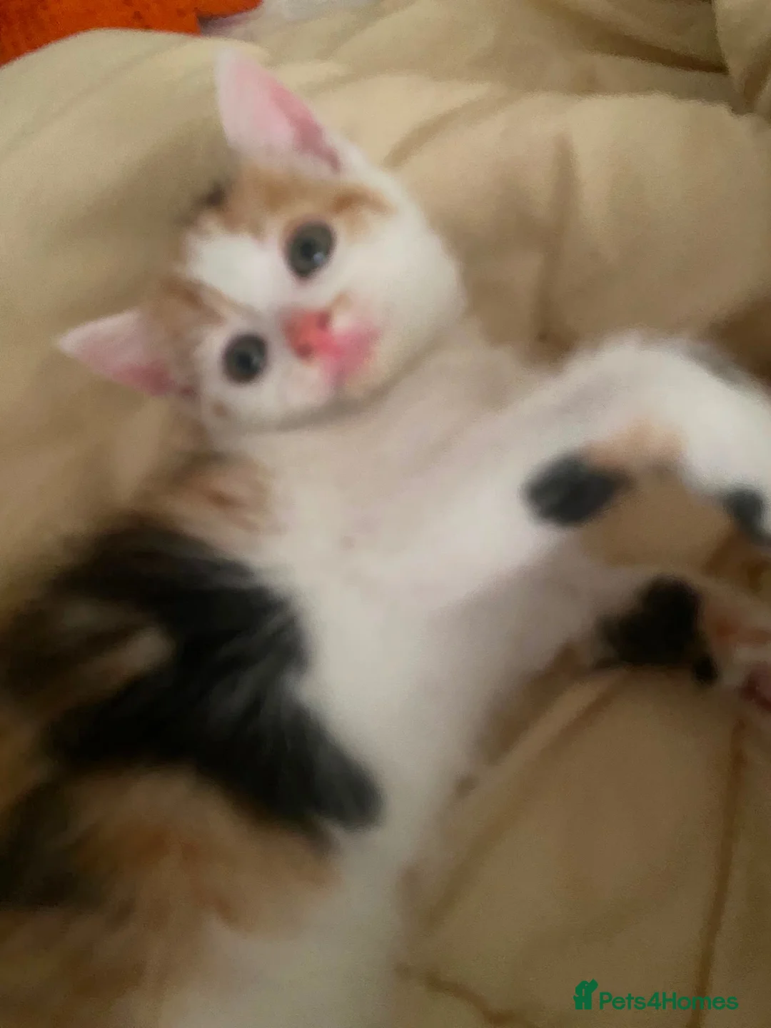 Mixed Breed cats for sale: Kitten in Manchester - Advert 2