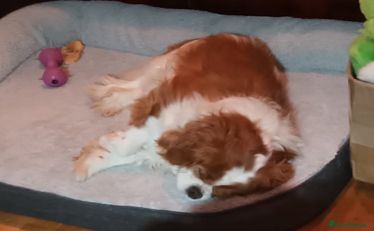 King Charles Spaniel dogs - Advert 1