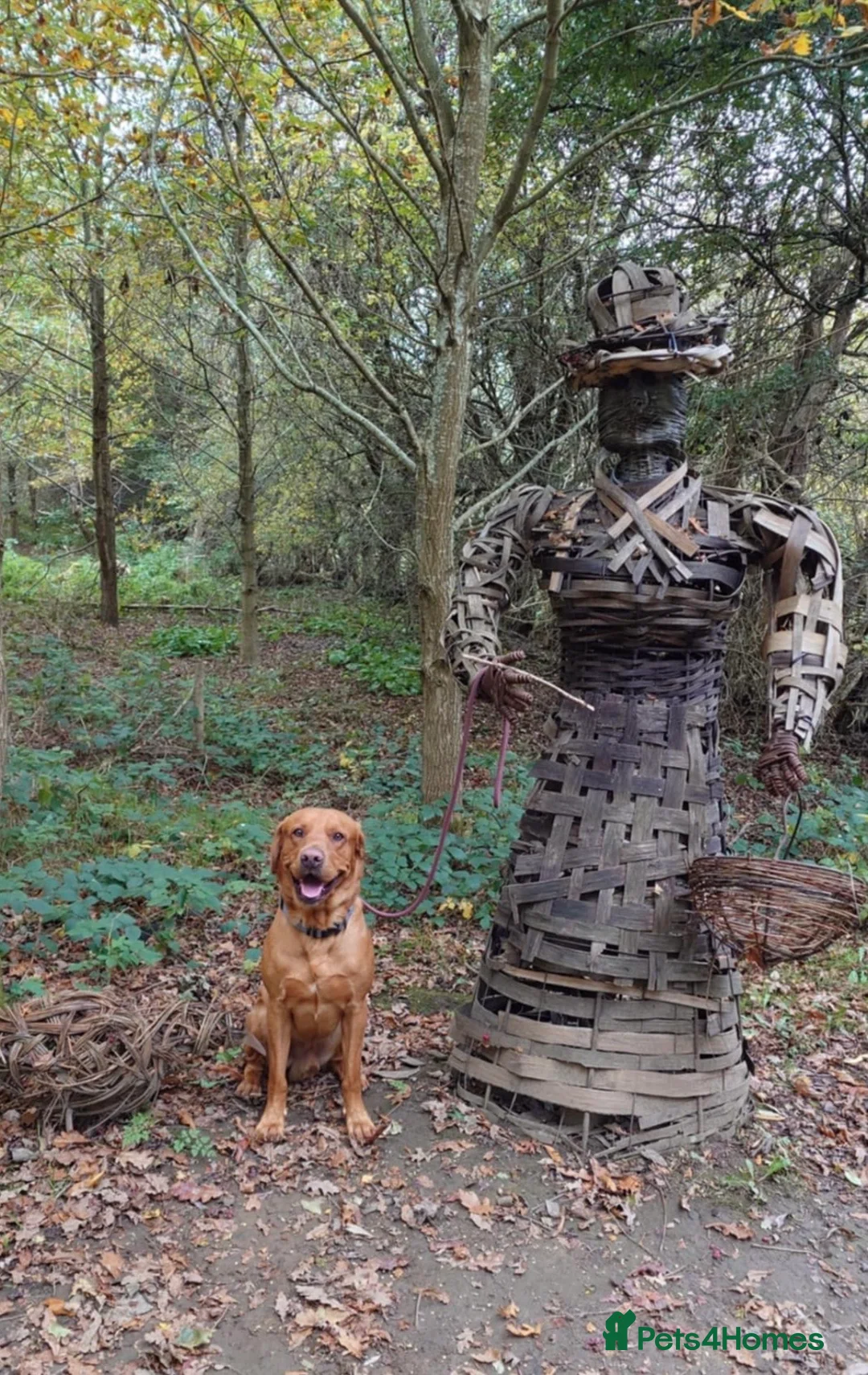 Labrador Retriever dogs for stud: KC registered and fully health checked  - Advert 14