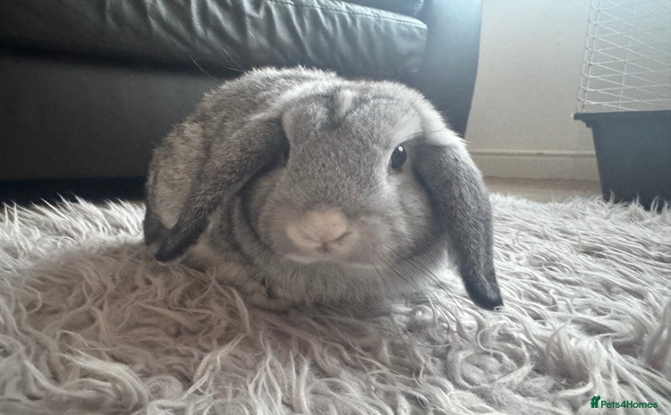 Mini Lop rabbits - Advert 17