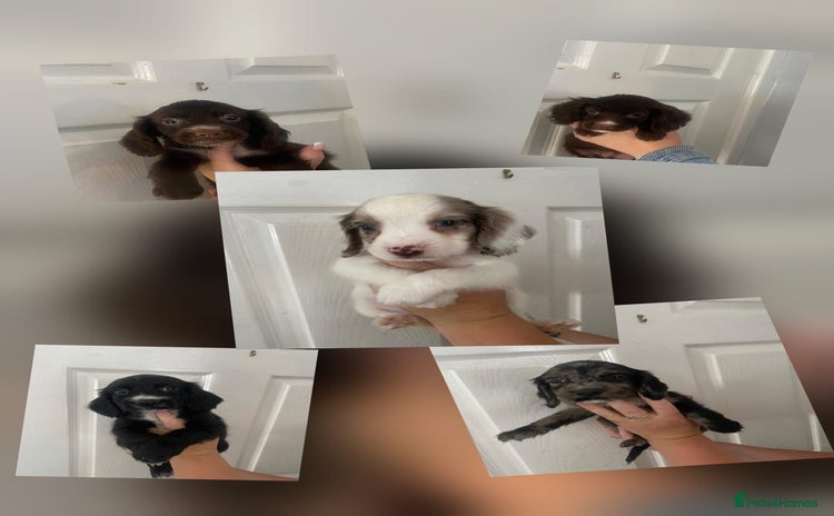 Cocker Spaniel dogs - Advert 6