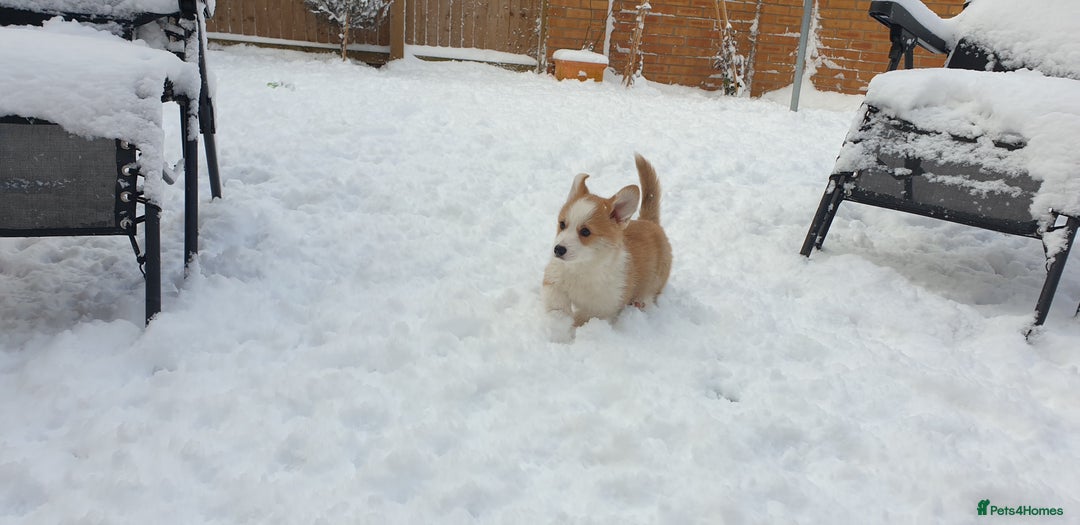 Welsh Corgi Pembroke dogs for sale: Exceptional Corgi Puppies ready now!!! - Advert 13