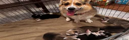 Welsh Corgi Pembroke dogs for sale: Stunning corgi puppies show quality  - Advert 10