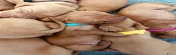 Hungarian Vizsla dogs for sale: Stunning Hungarian vizsla puppies x9 - Advert 3