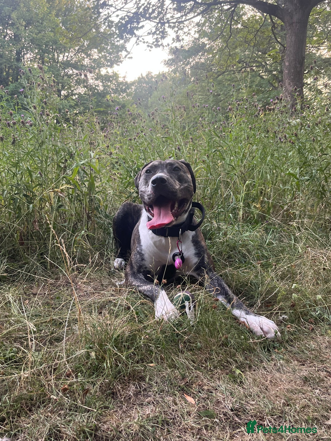 Presa Canario dogs for sale: Akiera is Looking for new home  - Image 3