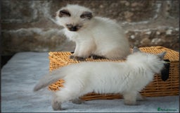Ragdoll cats for sale: Beautiful Ragdoll Queen - Image 6